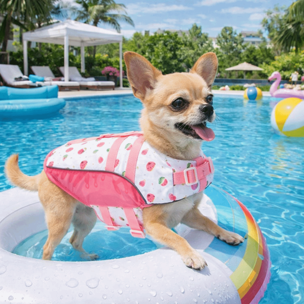Ayarlanabilir Köpek Can Yeleği - Life Jacket Buoyancy incelemesi ve fiyatı